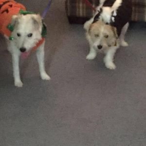 Meet your Posher, Karen